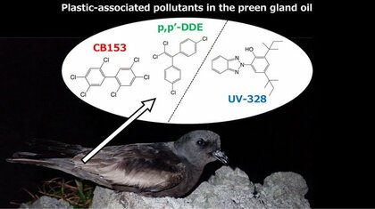 【国内初】伊豆諸島で繁殖する海鳥オーストンウミツバメにプラスチック由来の化学物質の蓄積が明らかに