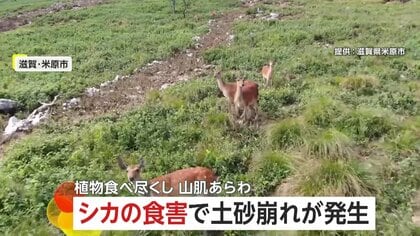 “シカの食害”で土砂崩れ　山の植物食べ尽くし土むき出しに…2023年から3度目の発生、313人に「緊急安全確保」発令　滋賀・米原市