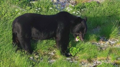 「成獣だと見て分かった」室堂ターミナルから100メートルの距離でクマ出没、観光客に警戒呼びかけ