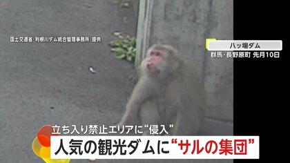 「不届き者を発見！」立ち入り禁止エリアにも“侵入”…八ッ場ダムにサルの集団「エサ与えず近づかないで」　群馬・長野原町