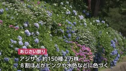 射水市・太閤山ランドであじさい祭り　色鮮やかなアジサイが梅雨入り間近を感じさせる