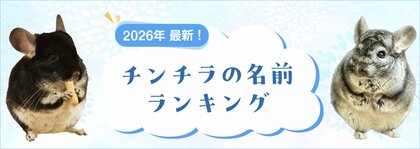 【2026年最新】チンチラの名前ランキングを発表！総合1位は「オモチ」