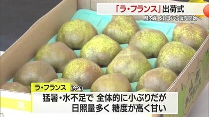 ラ・フランス出荷　猛暑の影響で小ぶりも糖度高く甘い・10月28日から店頭に並ぶ　山形・天童市