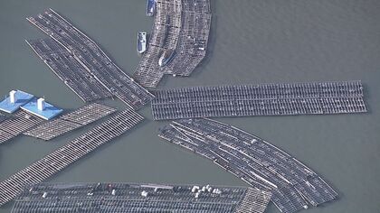 2022年はカキの養殖いかだが流される…“海外の噴火”で日本にも津波の可能性 3日の噴火でも気象庁が調査