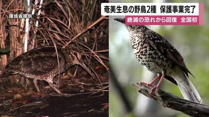 【全国初】奄美生息の野鳥2種、保護事業完了　絶滅の恐れから回復