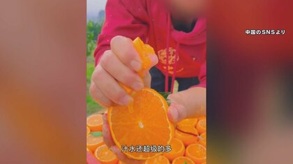 中国で“愛媛ミカン”握りつぶしPR「愛媛38号のミカンです」　市場に出回っていない品種を勝手に生産・輸出か…生産者は怒り
