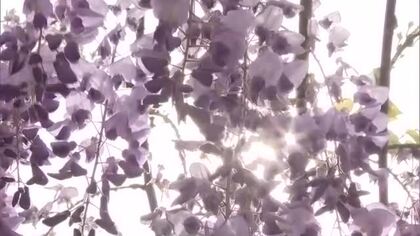 和気町で「藤まつり」始まる　良い香りに包まれながら…色とりどり約１００種類のフジの花を満喫【岡山】