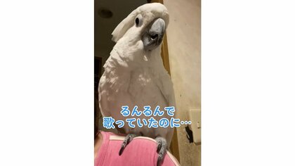 「うわぁぁ～」るんるんで歌うオウムに起きた悲劇…原因は飼い主のなで肩？“人間みたいな驚き方”に爆笑