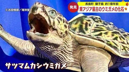 その名は「サツマムカシウミガメ」　散歩中に見つけた化石は東アジア最古のウミガメの化石だった！【鹿児島発】