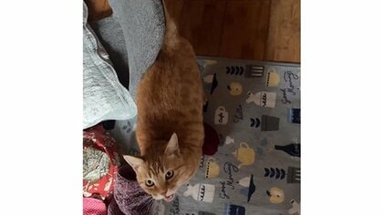 「行こう」愛猫が亡くなった父の祭壇へ連日誘ってくる姿にホロリ…“ふたり”の関係性を飼い主に聞いた