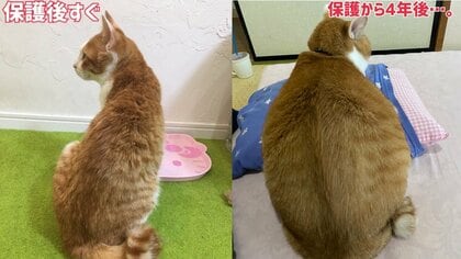 保護時は小さかった子猫が4年で“ムチムチボディ”に成長…幸せ太り? 生活ぶりを飼い主に聞いた