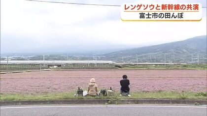 「もう最高」 新幹線とレンゲソウの競演　写真愛好家が富士市でシャッターチャンス狙う　レンゲソウは刈り取られ週明けからはコメ作り始まる