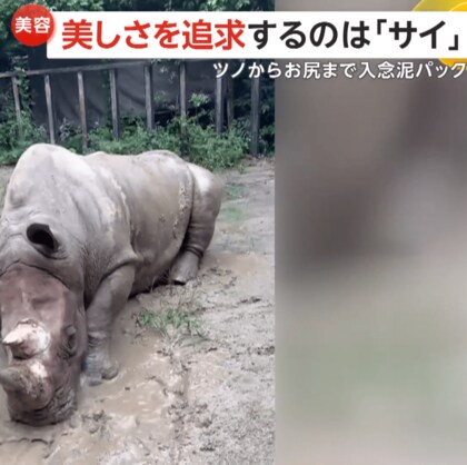 【高い美意識】美しさを追求するサイ…水たまりで入念な全身泥パックのワケ　お尻のケアまでも　埼玉・宮代町「東武動物公園」