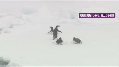 しらせ ペンギンに遭遇　昭和基地もう目前
