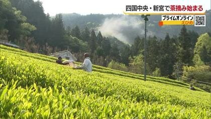 山間に新芽の輝き　八十八夜前に四国中央・新宮で一番茶の茶摘み始まる「うま味濃く高い品質」【愛媛】