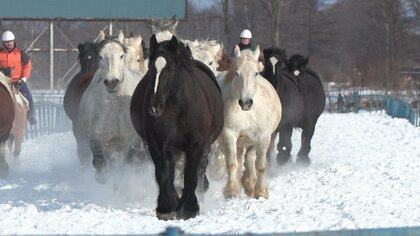 午年にウマが雪煙上げて疾走！“馬追い運動”一般公開始まる―安産や運動不足解消が目的「すごい迫力」観光客を魅了…2月20日まで〈北海道音更町〉