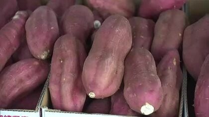 「甘くて美味しい」収穫の最盛期　宮崎県産かんしょの即売会