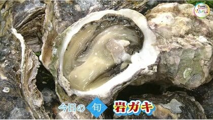 「パカッ！」と殻を開けた瞬間の身のプリプリ感…夏が旬「岩ガキ」のあふれるうま味と濃厚なコク【岡山・香川発】