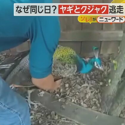 逃走したヤギ　警察官がタックルで捕獲…今度はクジャクも逃走　長い羽根でパトカーに乗り切らず　米・テキサス州