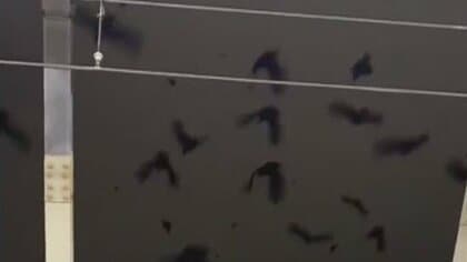【真っ黒な空】カラス異常発生の理由は？「悲鳴を上げている子どももいて、不気味」お店にはフン害も…　岐阜駅周辺の上空
