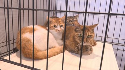 糞尿の臭い、ごみ散乱…住宅でネコの「多頭飼育崩壊」飼い主の60代男性が入院…室内には多数のネコ　保健所が2～10歳の38匹を保護「救ってほしい」引き取りてを募集　緊急譲渡会を開催