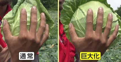 最高値から“半額”に…気温上昇でキャベツが巨大化　農家「割れちゃいそうなくらい大きく…」一時はひと玉1000円も