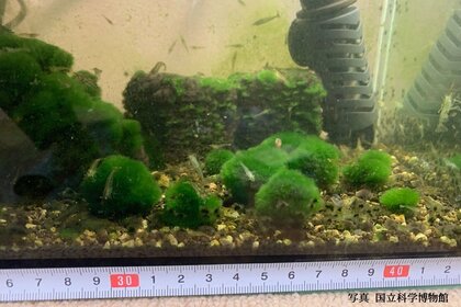 驚き】研究者もビックリ！国内2例目のマリモ「モトスマリモ」が
