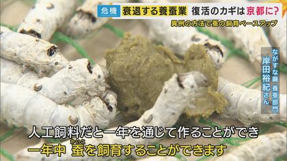 戦前には世界一の輸出量「日本の文化」“養蚕業”のピンチ 養蚕農家が