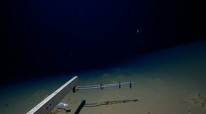 超深海”8336メートルで泳ぐ「スネイルフィッシュ」の撮影に成功