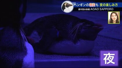 都市型水族館”の魅力…夜間営業でペンギンの寝姿をのぞき見 お酒を片手