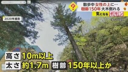 希望の象徴！幸運木【森からやって来た天然野生のもみの木さん＊樅の木】今年3年生！ 希望の象徴！幸運木今年3年生！ 希望の象徴！幸運木森からやって来