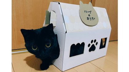 箱と一体化 まん丸おめめの黒猫が可愛い すんなり入った