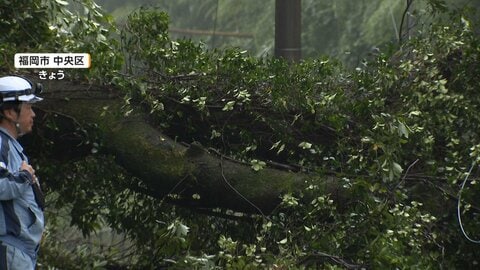 倒木で道路500メートルが一時通行止めに　未明にかけて降った大雨が原因か　けが人なし　福岡市