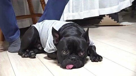 2度も捨てられた元保護犬のフレンチブルドッグ　大好きな車いすの女性宅に通い顔をペロペロ…伝われ、この愛！