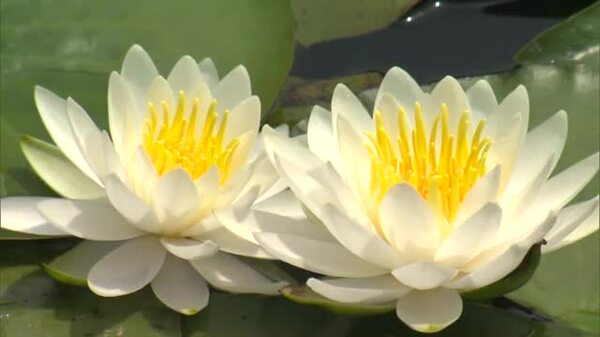 池の水面に涼しさ誘う純白の花…国の名勝・衆楽園で初夏の訪れ告げる