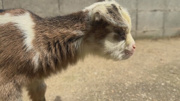 ヤギの赤ちゃん7頭誕生！抱っこ体験ができる牧場の魅力