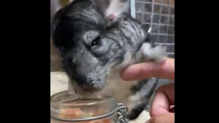 荒ぶるごまみざわくん
