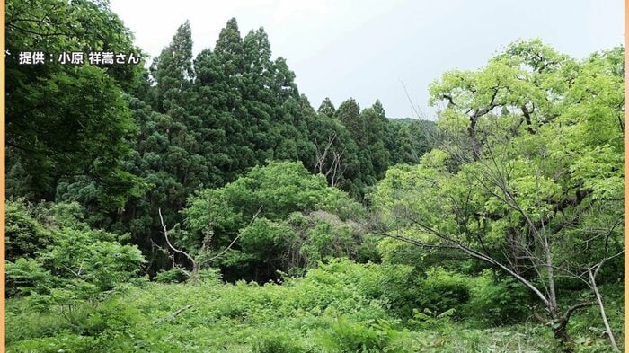 管理が行き届かない状態で放置されていた林（秋田・五城目町）
