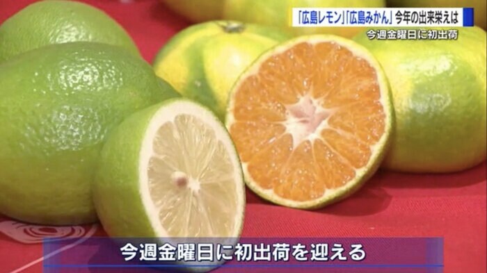 「広島みかん」とはJA広島果実連の基準に沿って栽培された温州みかんの総称