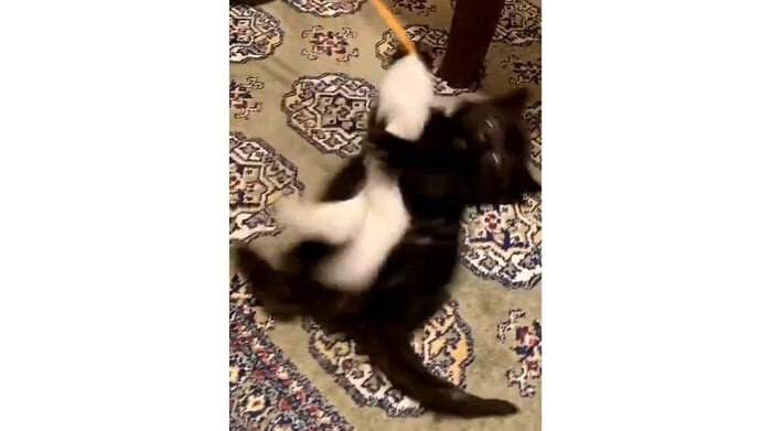 保護から4日目 元気に猫じゃらしで遊ぶ