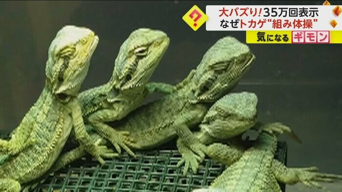 目をつぶっているトカゲもいる(GINKA exotic animal)