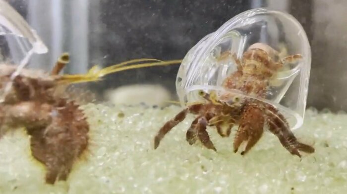 動画では透明な貝殻を背負っている
