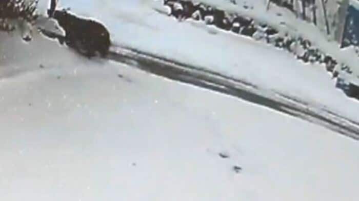 画面左上のポールにしがみつくクマ