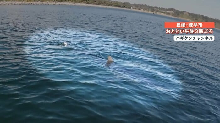 巨大なサメの魚影