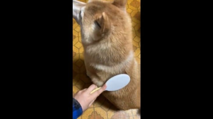 自ら背中を差し出しブラッシングしてもらっている