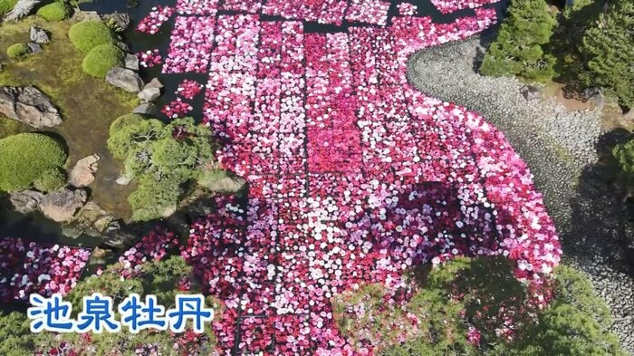 3万輪の「池泉牡丹」