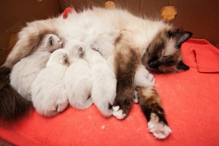 バーマンの親子。子猫は白っぽい（画像はイメージ）