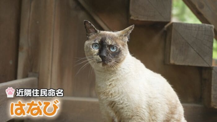普段は暗闇に潜んでいるという…「はなび」