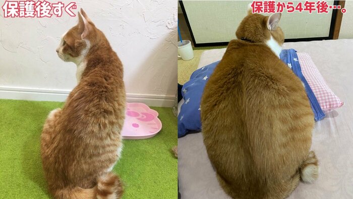 左:生後5カ月(2.3キロ) 右:5歳(7キロ) ※年齢は推定