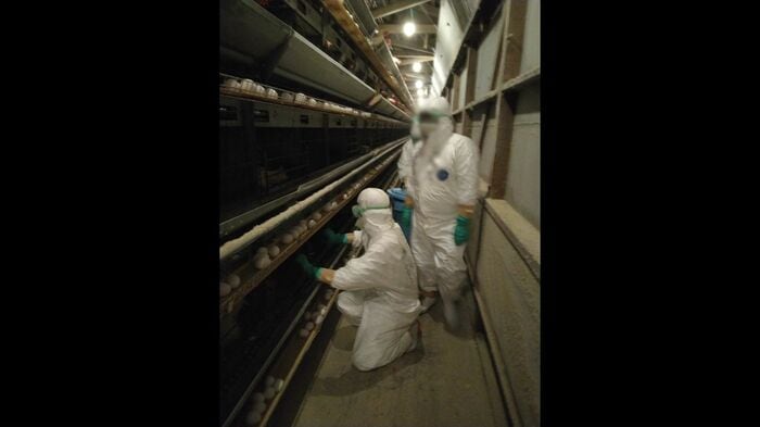 卵の値段はもう少し上がるか（提供：北海道）